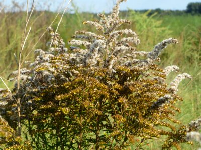 20140926Solidago_canadensis3