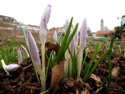 20150217Crocus_tommasinianus2