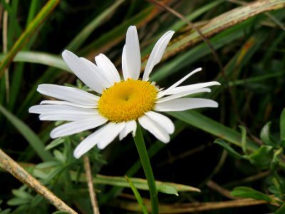 20141017Leucanthemum_vulgare