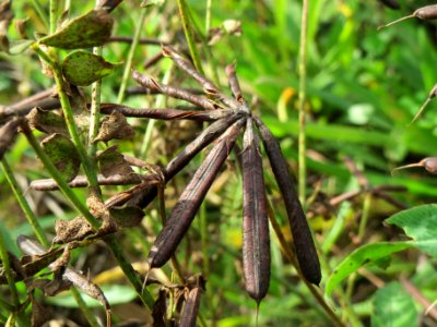 20141017Lotus_corniculatus3