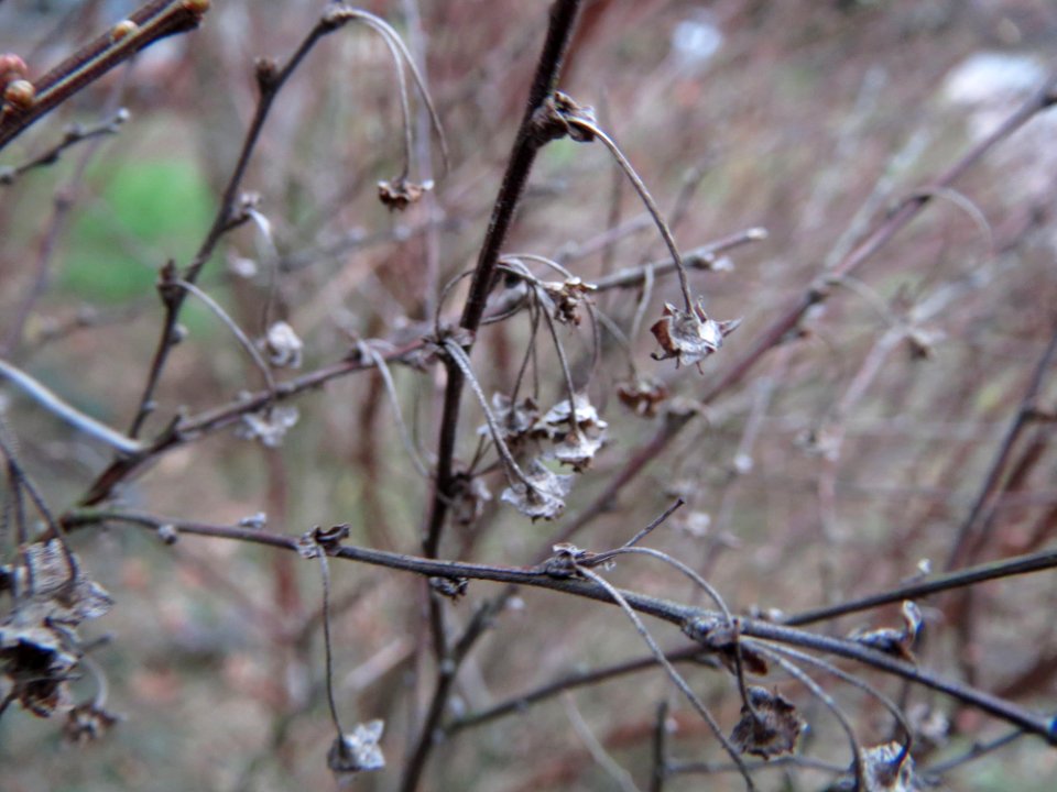 20150219Spierstrauch6