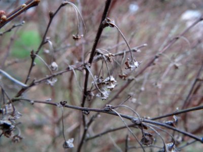20150219Spierstrauch6