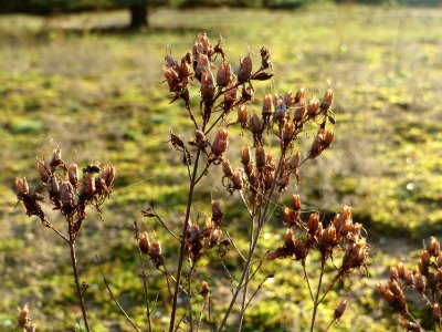 20141017Hypericum_perforatum2