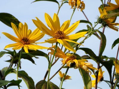 20140928Helianthus_tuberosus3