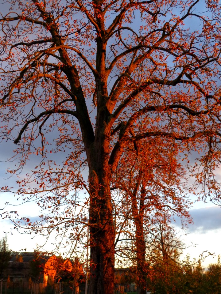 20141017Aesculus_hippocastanum1
