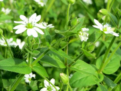 20140928Cerastium_fontanum1