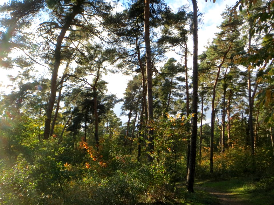 20141017Hirschacker_Duenen5