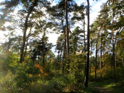 20141017Hirschacker_Duenen5