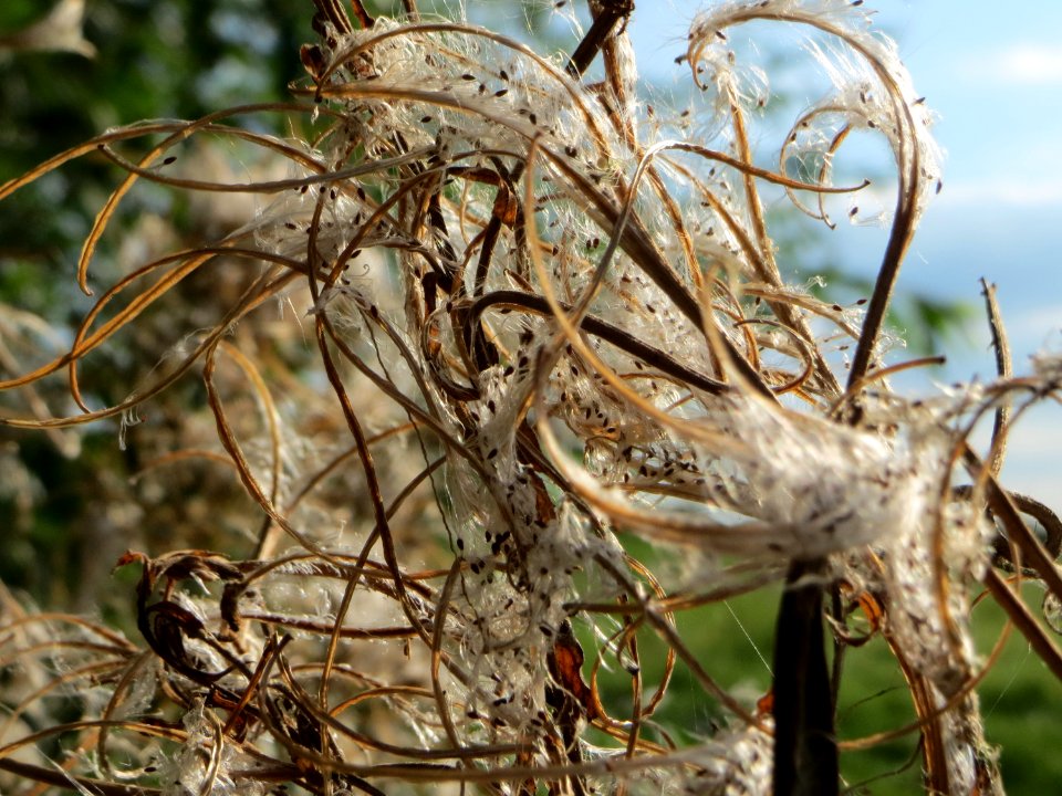 20140927Epilobium_hirsutum2