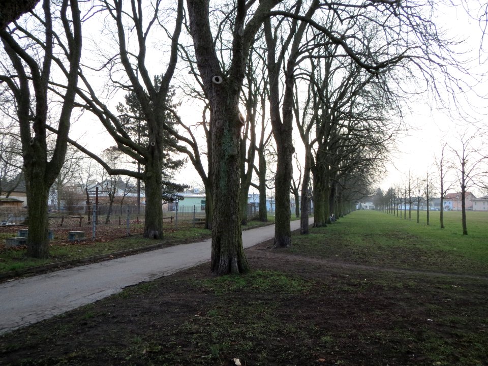 20150215Aesculus_hippocastanum2