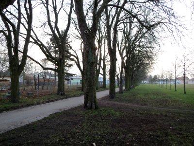 20150215Aesculus_hippocastanum2