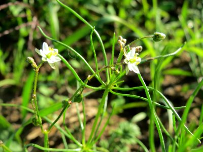 20141014Spergula_arvensis3