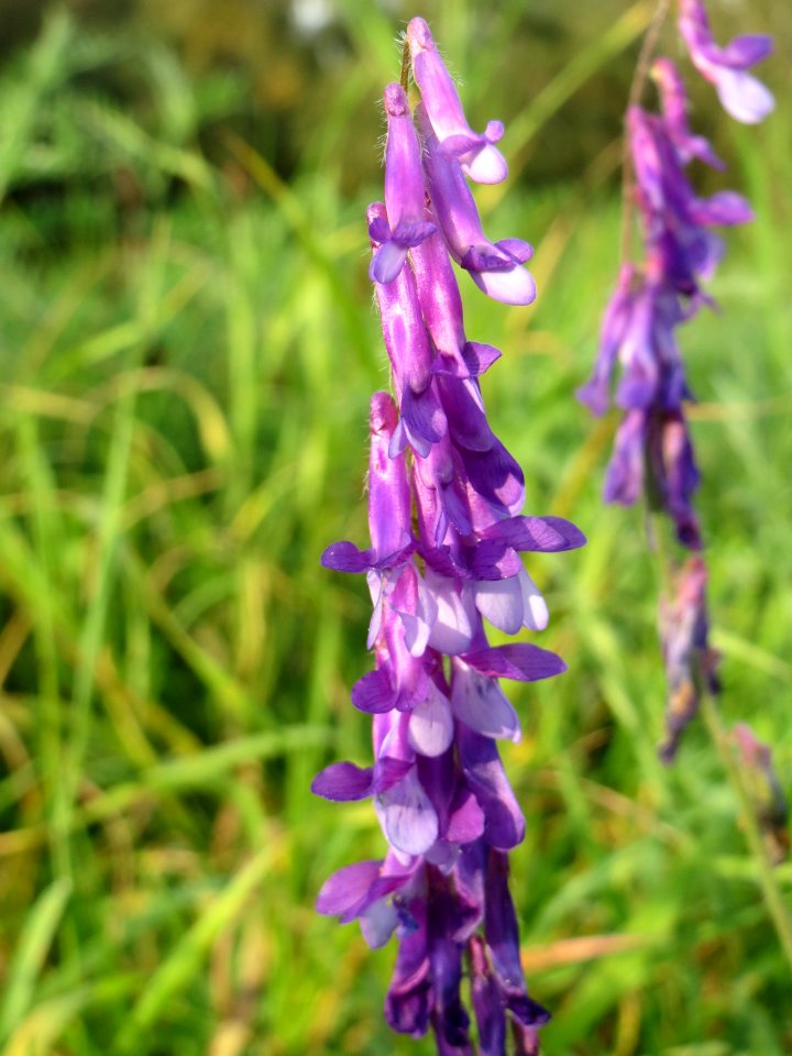 20140930Vicia_villosa1