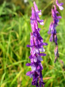 20140930Vicia_villosa1