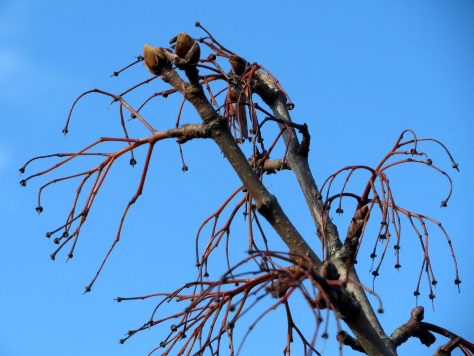 20150220Acer_pseudoplatanus2