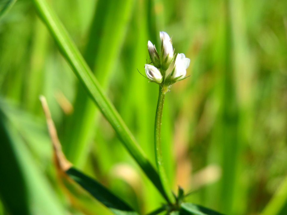 20141014Vicia_hirsuta1