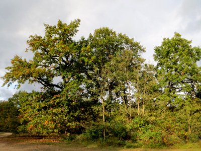 20141017Hirschacker_Duenen1