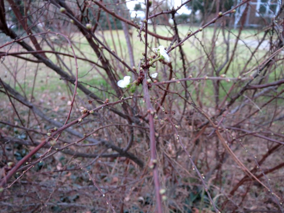 20150219Spierstrauch4