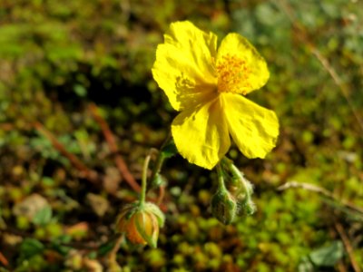 20141017Helianthemum_nummularium1 photo