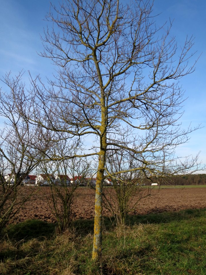 20150203Ulmus_minor04