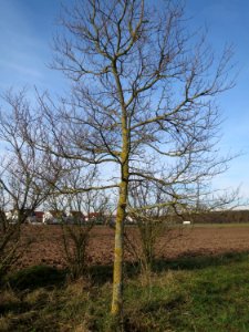 20150203Ulmus_minor04