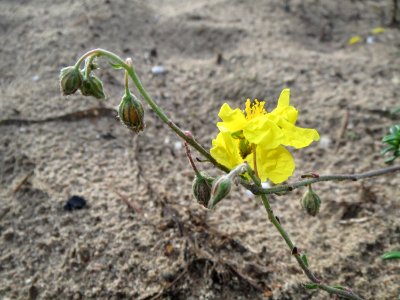 20141017Helianthemum_nummularium6 photo