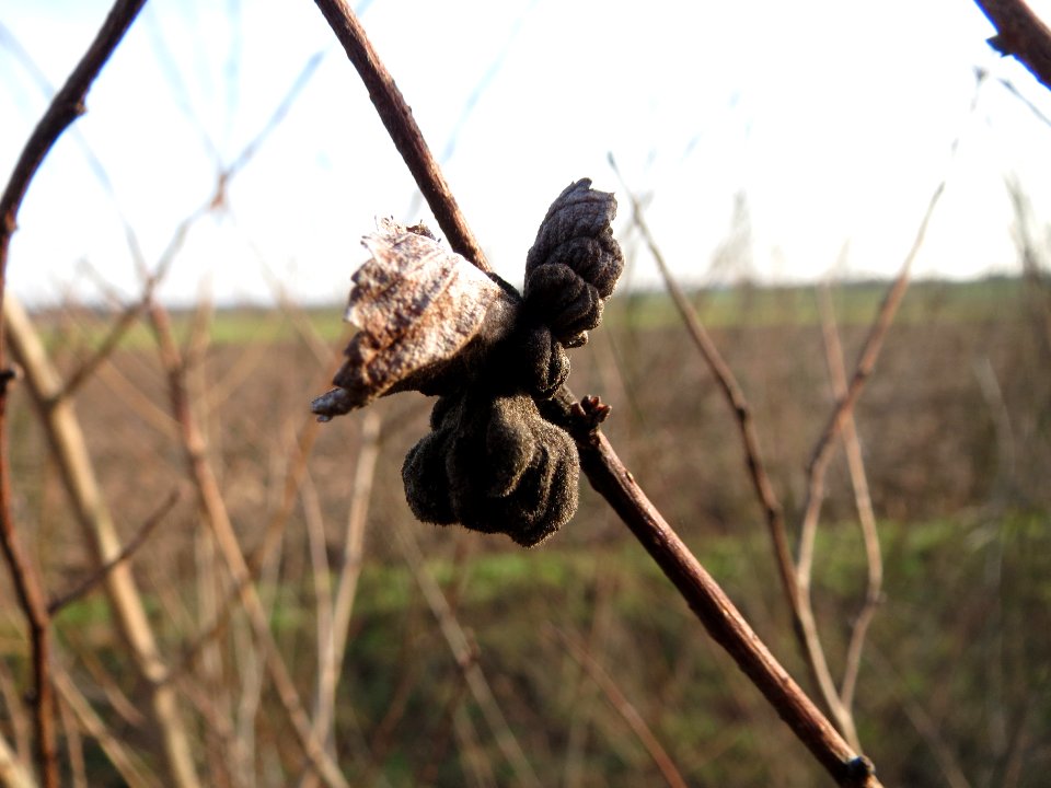 20150203Ulmus_minor22