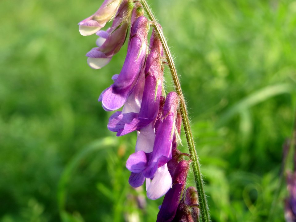 20140930Vicia_villosa2