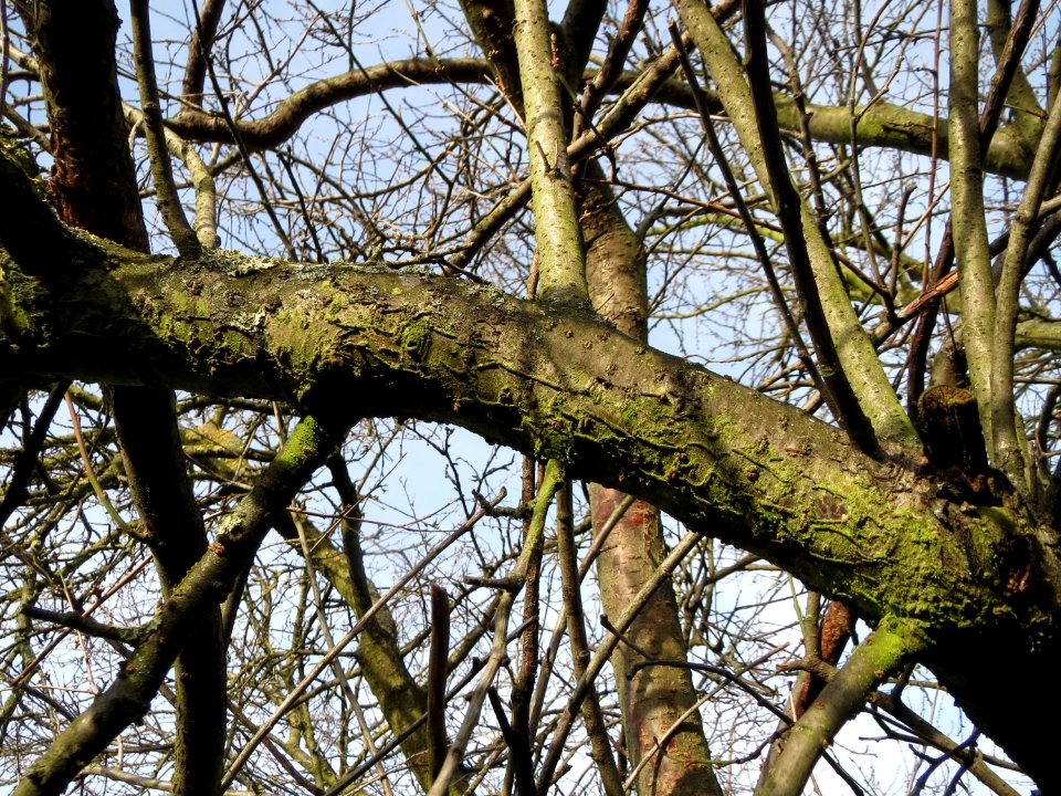 20150203Prunus_cerasifera2
