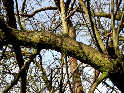 20150203Prunus_cerasifera2
