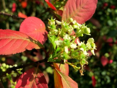 20141015Euonymus_europaeus2