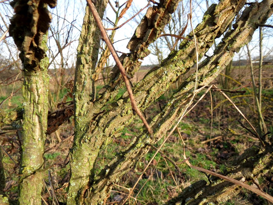 20150203Ulmus_minor11
