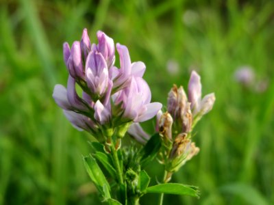 20140930Medicago_×_varia