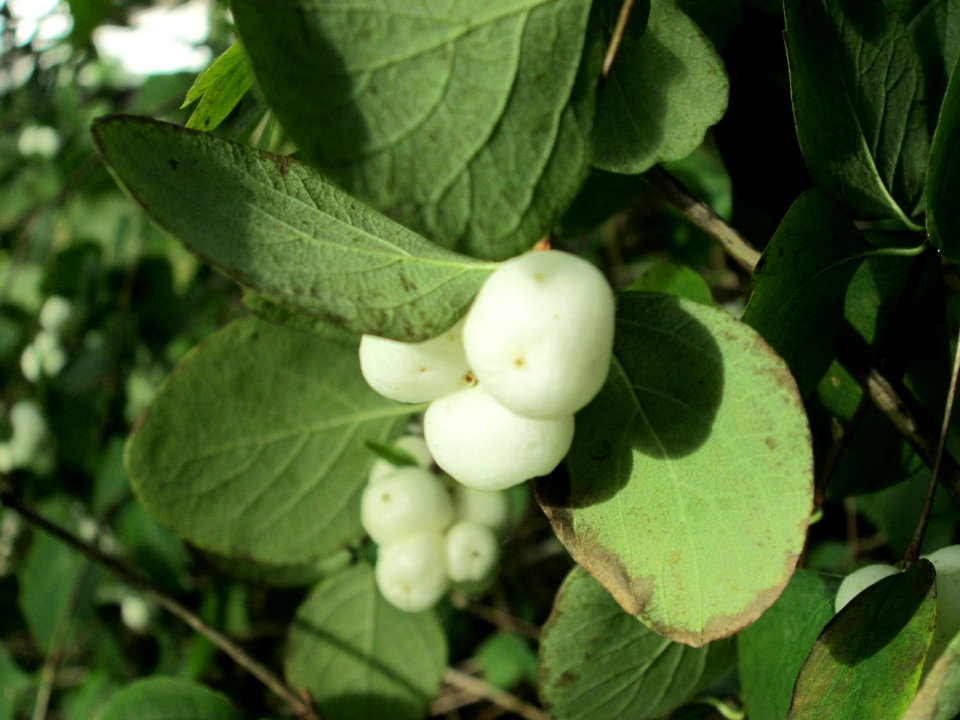 20141023Symphoricarpos_albus