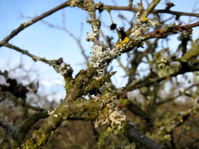 20150203Prunus_spinosa2