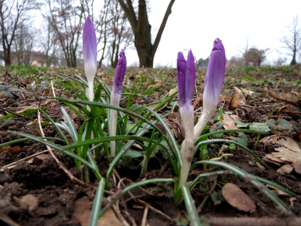 20150216Crocus_tommasinianus2