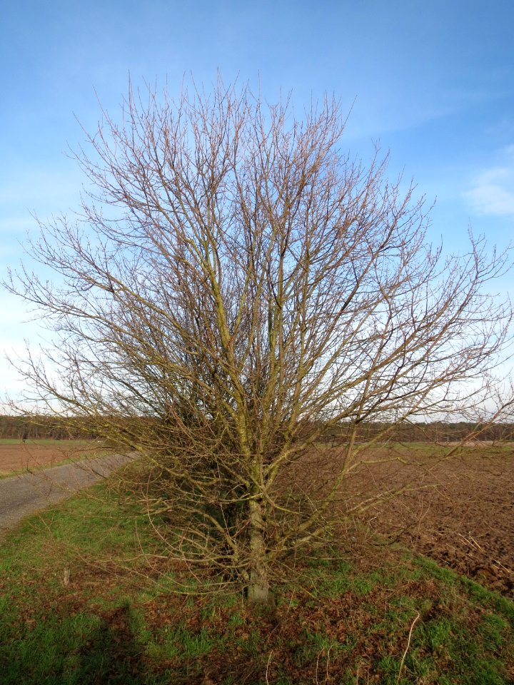 20150203Ulmus_minor01