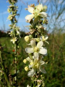 20140926Verbascum_lychnitis2 photo