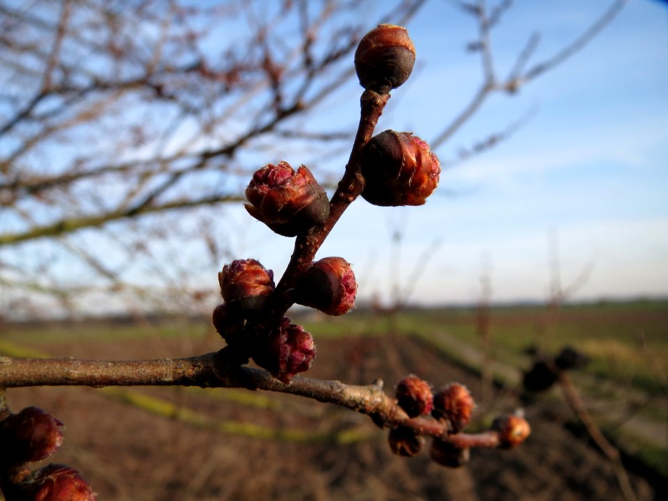 20150203Ulmus_minor18
