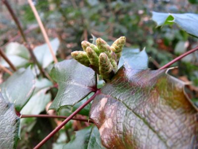 20150215Mahonia_aquifolium4