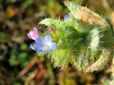 20140927Anchusa_arvensis2