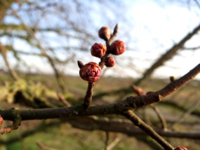 20150203Ulmus_minor17