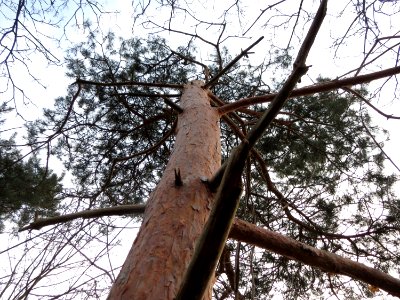 20150215Pinus_sylvestris2