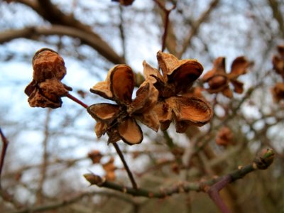20150215Euonymus_europaeus