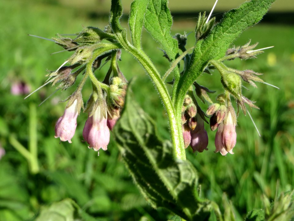 20141018Symphytum_officinale3