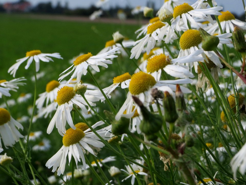 20140929Tripleurospermum_inodorum