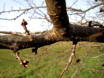 20150203Prunus_cerasifera3 photo