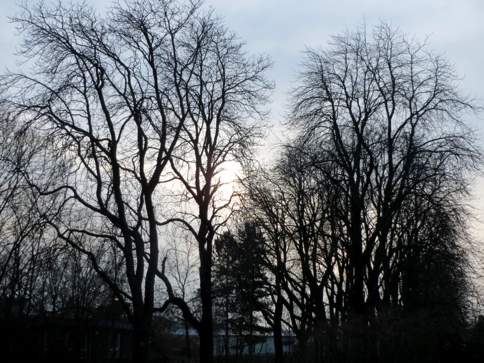 20150215Aesculus_hippocastanum1
