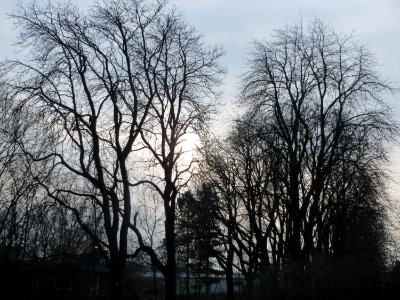 20150215Aesculus_hippocastanum1