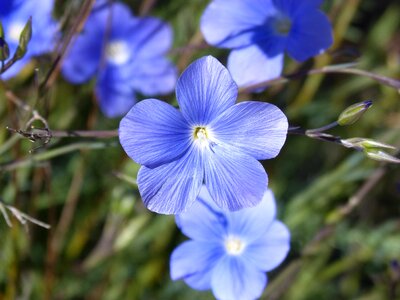 Linum blue flower beauty